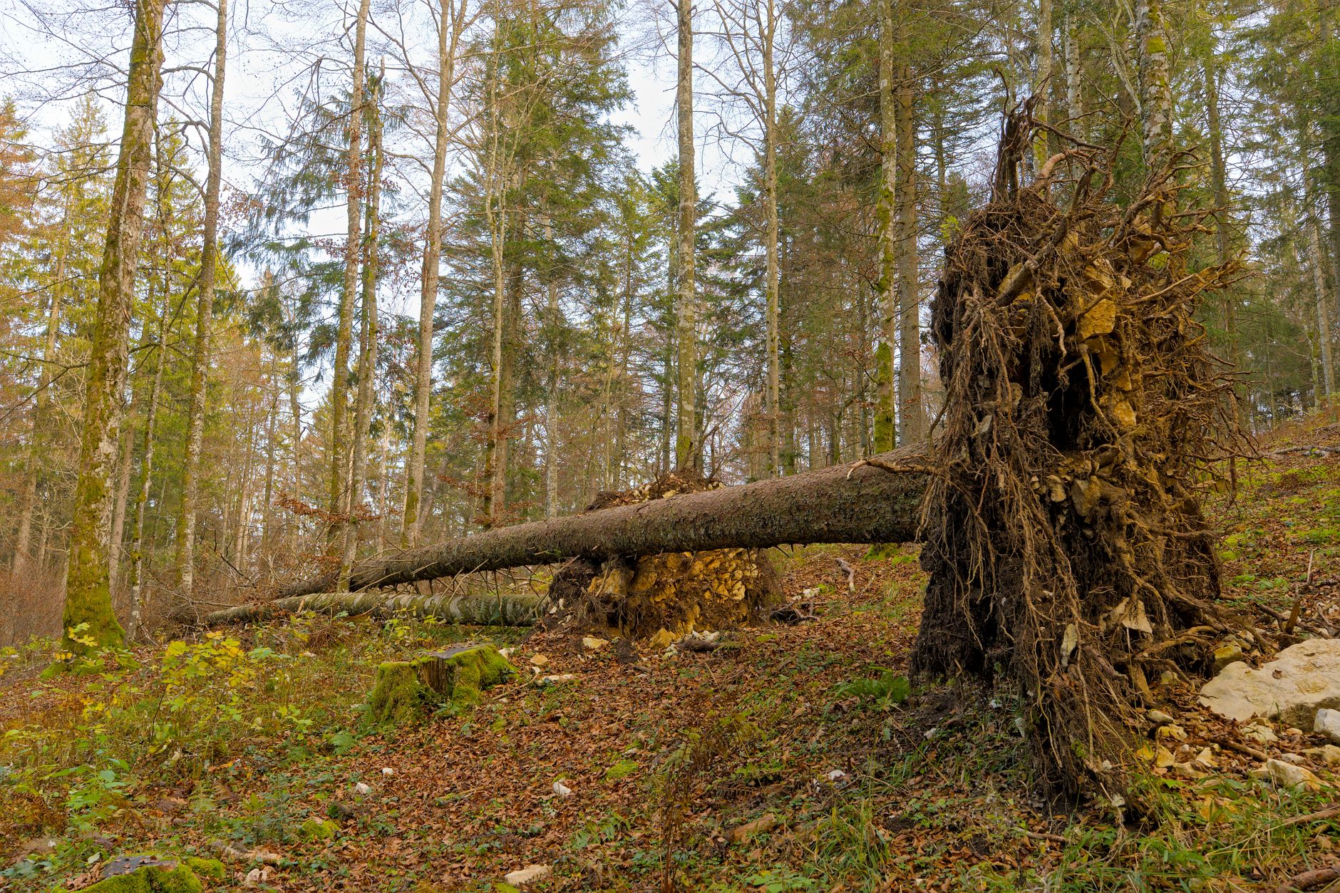 Enlèvement arbre urgence équipe à 